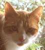 Mijn stoere kat stimpy